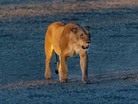 Beautiful  places in  Kalahari wildlife  Pictures