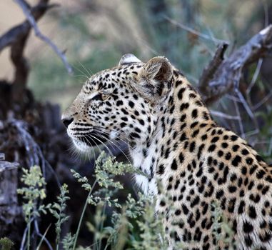 Beautiful  places in  Kalahari wildlife  Pictures