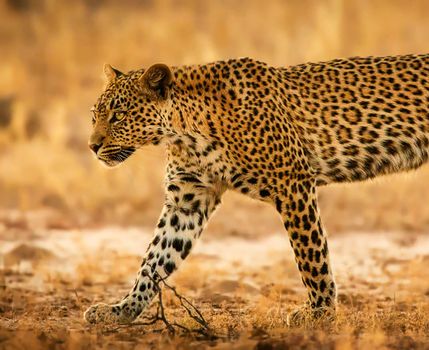 Beautiful  places in  Kalahari wildlife  Pictures