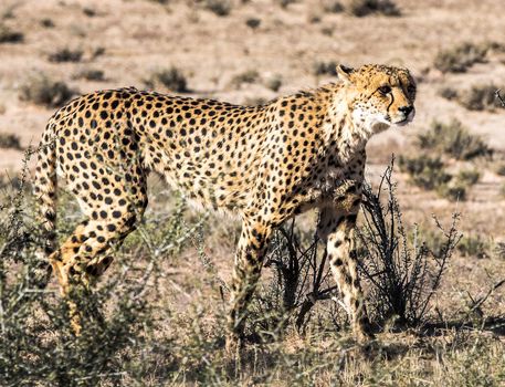 Beautiful  places in  Kalahari wildlife  Pictures