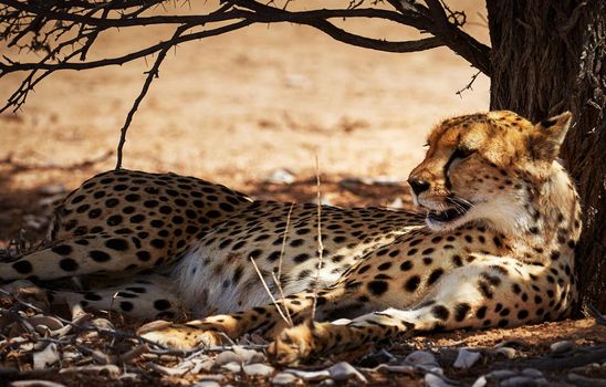 Beautiful  places in  Kalahari wildlife  Pictures