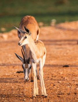 Beautiful  places in  Kalahari wildlife  Pictures