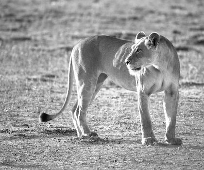 Beautiful  places in  Kalahari wildlife  Pictures