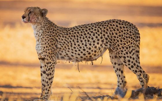 Beautiful  places in  Kalahari wildlife  Pictures
