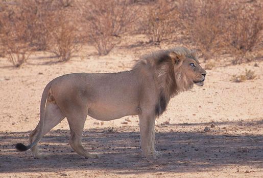 Beautiful  places in  Kalahari wildlife  Pictures