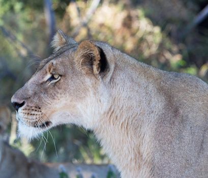 Beautiful  places in  Kalahari wildlife  Pictures