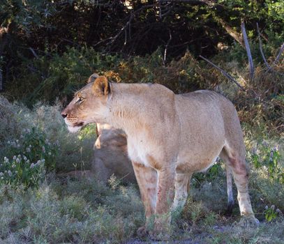 Beautiful  places in  Kalahari wildlife  Pictures