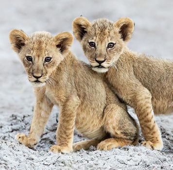 Beautiful pictures of Kalahari wildlife  Pictures