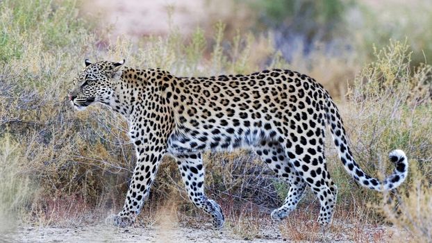 Beautiful pictures of Kalahari wildlife  Pictures