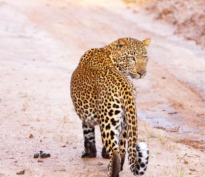 Beautiful pictures of Kalahari wildlife  Pictures