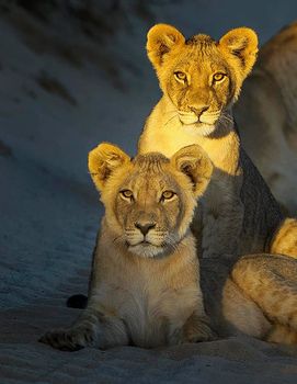 Beautiful pictures of Kalahari wildlife  Pictures