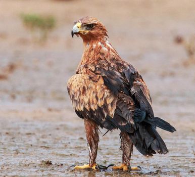 Beautiful pictures of Kalahari wildlife  Pictures
