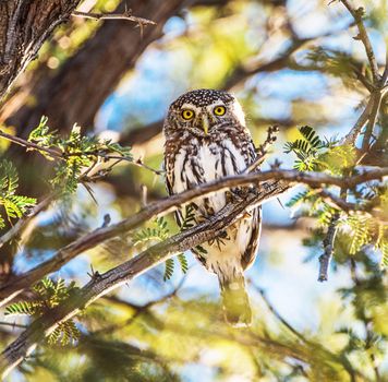 Beautiful pictures of Kalahari wildlife  Pictures