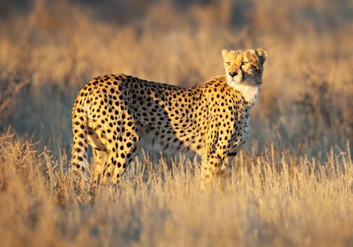 Beautiful pictures of Kalahari wildlife  Pictures