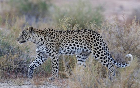 Beautiful pictures of Kalahari wildlife  Pictures