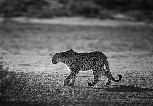 Beautiful pictures of Kalahari wildlife  Pictures