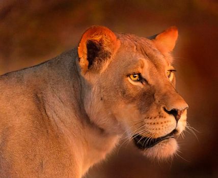 Beautiful pictures of Kalahari wildlife  Pictures