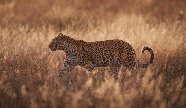 Beautiful pictures of Kalahari wildlife  Pictures