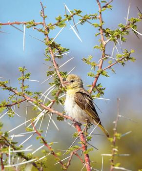 Beautiful pictures of Kalahari wildlife  Pictures