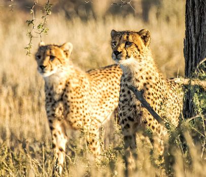 Kalahari wildlife  Pictures