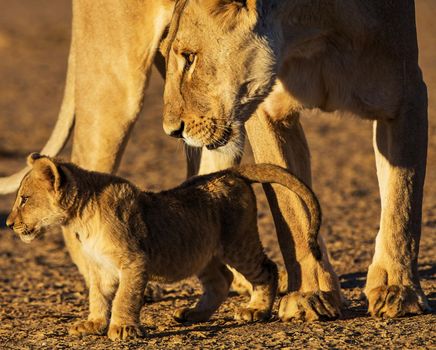 Kalahari wildlife  Pictures