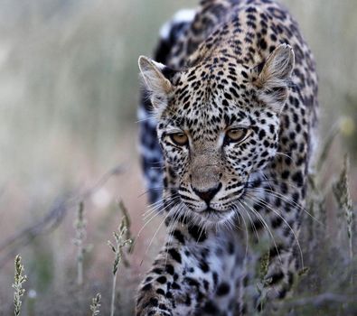 Kalahari wildlife  Pictures