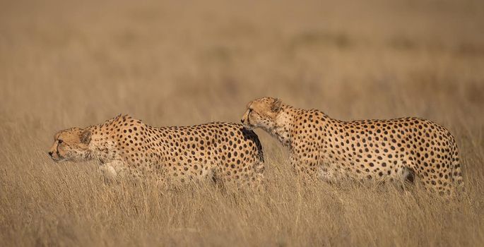 Kalahari wildlife  Pictures
