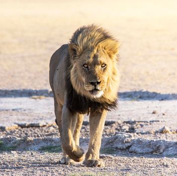 Kalahari wildlife  Pictures