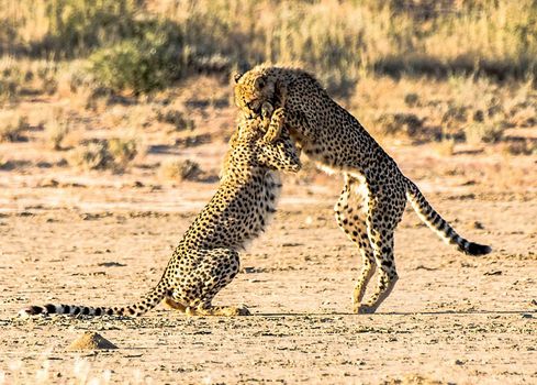 Kalahari wildlife  Pictures