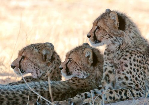 Kalahari wildlife  Pictures