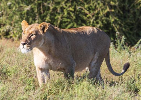 Kalahari wildlife  Pictures