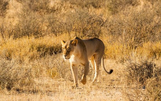 Kalahari wildlife  Pictures