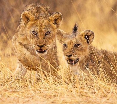Kalahari wildlife  Pictures
