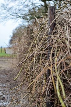 Deadwood fence on a paddock as a close-up