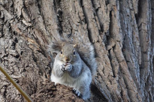 Squirrel sits on a white willowtree eating a peanut