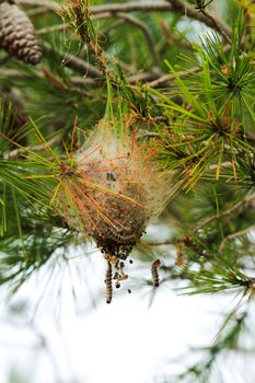 Processsionary worms on nest on a pine tree in Spain