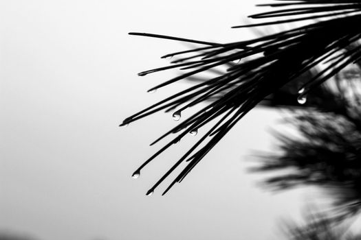 Pine needles with cobwebs and dew drops in the morning in Spain. Monochrome picture.
