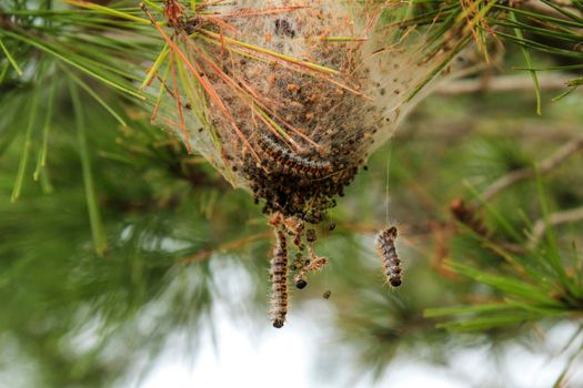 Processsionary worms on nest on a pine tree in Spain