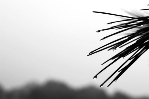 Pine needles with cobwebs and dew drops in the morning in Spain. Monochrome picture.