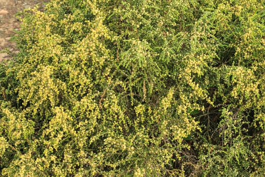Thymelaea Hirsuta mediterranean plant in the mountain in Spain