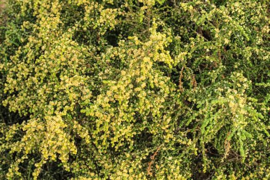 Thymelaea Hirsuta mediterranean plant in the mountain in Spain