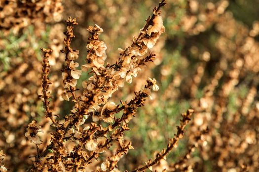 Beautiful and colorful Salsola Oppositifolia plant in the countryside in Alicante, Spain