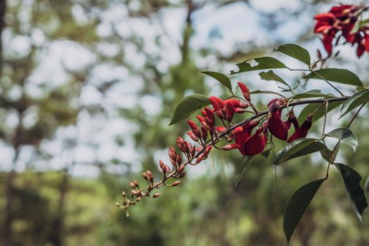 Real nature beauty background. Copy space close red tree flower blossom Bismarck furioso colour plant green leaves park. Floral design. Love romance concept. Early spring day morning warm light mood