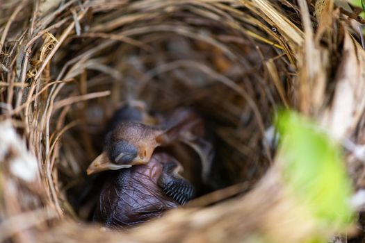 baby birds sleeps in the nest