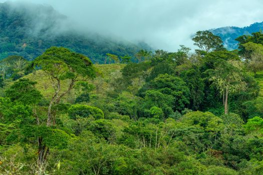 Dense Tropical Rain Forest with low clouds and mist, Traditional Costa Rica green landscape