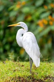 great egret (Ardea alba), Refugio de Vida Silvestre Cano Negro, Wildlife and birdwatching in Costa Rica.