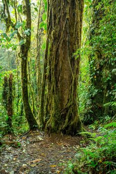 Tree and trunks in dense tropical jungle rain forest, majestic tree with , La Reserva Bosque Nuboso Santa Elena, Costa Rica wilderness landscape