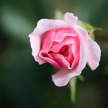 Soft pink rose Bonica in the garden. Perfect for background of greeting cards for birthday, Valentine's Day and Mother's Day