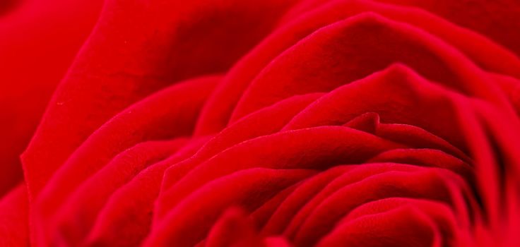 Red rose flower petals. Macro flowers background for holiday brand design. Soft focus