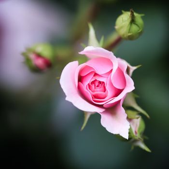 Soft pink rose Bonica in the garden. Perfect for background of greeting cards for birthday, Valentine's Day and Mother's Day